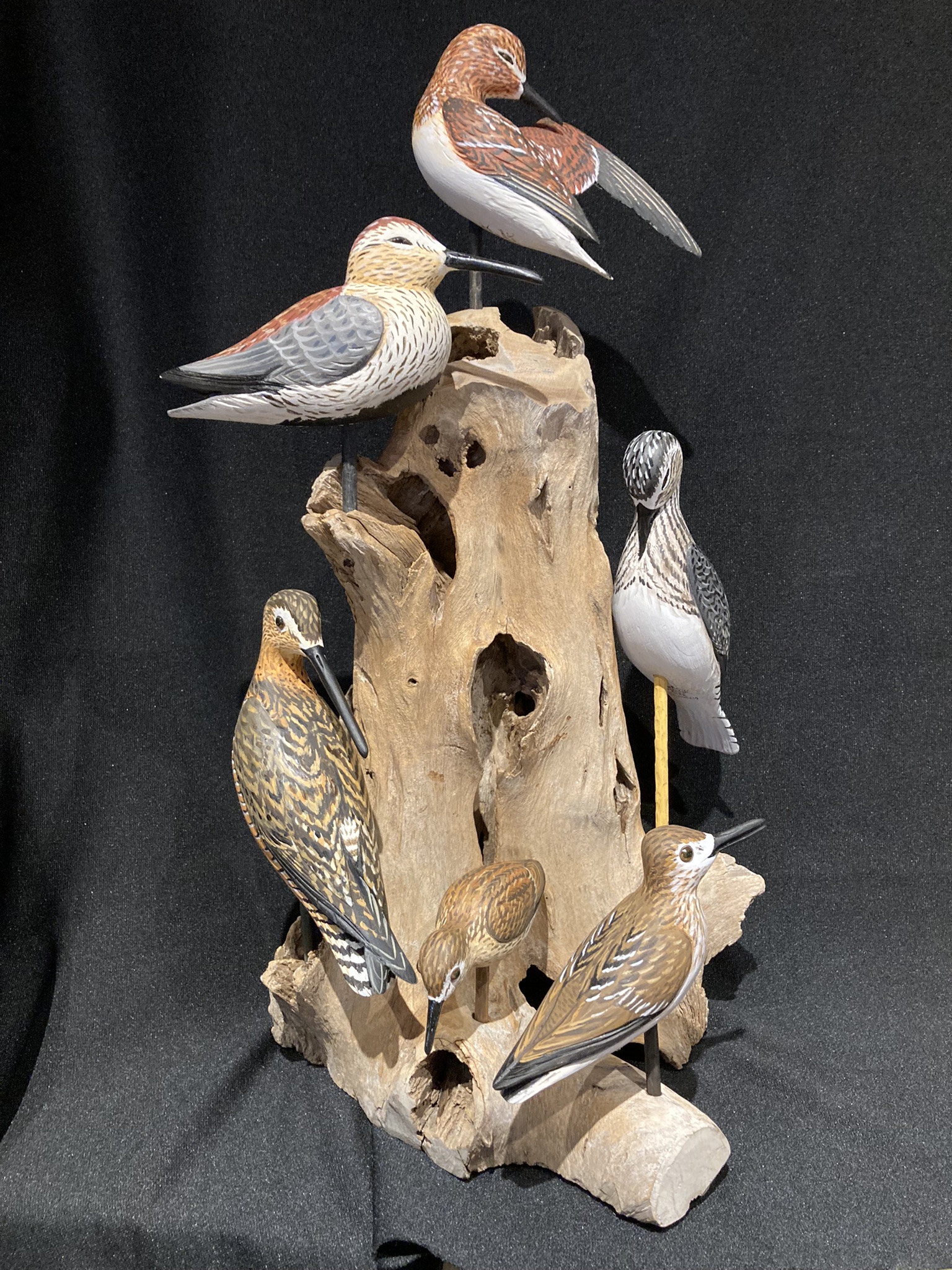 Shorebird Grouping